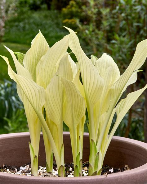 Hosta 'White Feather' bare roots — Buy white plantain lilies online at ...