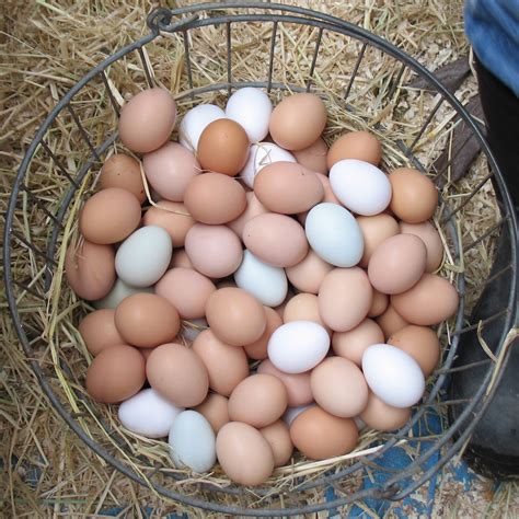 The Colors of Chicken Eggs | BirdNote