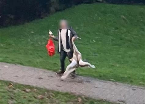 Man filmed holding swan by its neck in Caerphilly has charges dropped | ITV News Wales