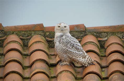 Cabo de Peñas: El extraño viaje de los búhos árticos que aterrizaron en ...