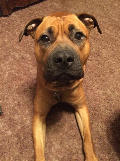 Bullmastiff Pitbull Mix