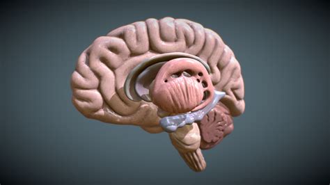 Human Brain - 3D model by Leotide [f5177aa] - Sketchfab