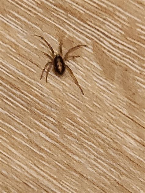 is this a triangulate cobweb spider? : r/whatsthisbug