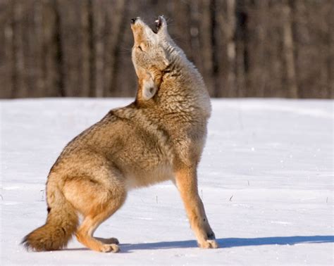 Why Do Coyotes Scream? | Vocalization, Howl, & Territory | Britannica