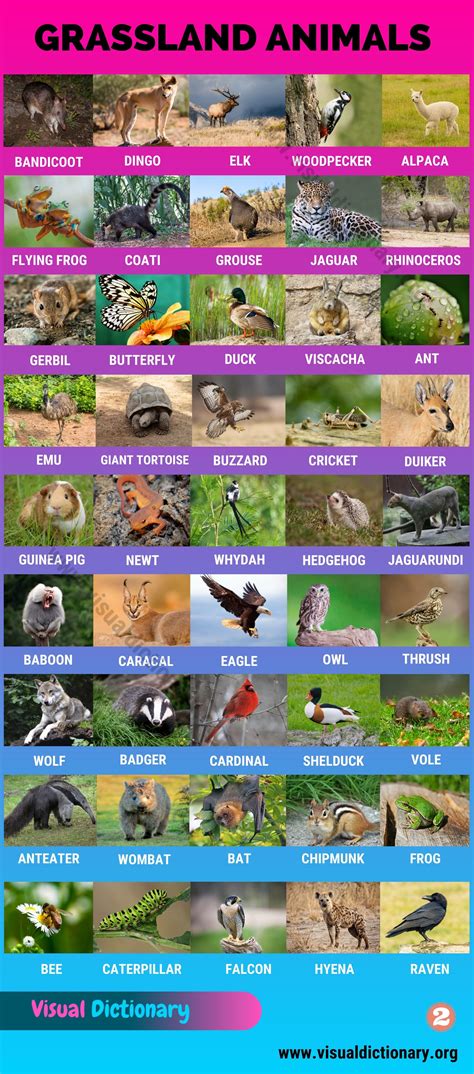 Grassland Animals: Big List of 160+ Grassland Animals in The World ...
