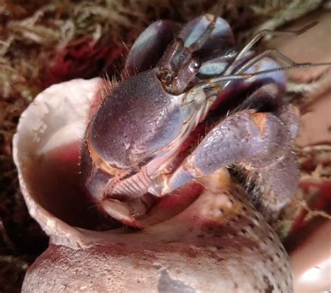 Do Crabs Have Gills? A Deep Dive Into Crustacean Respiration