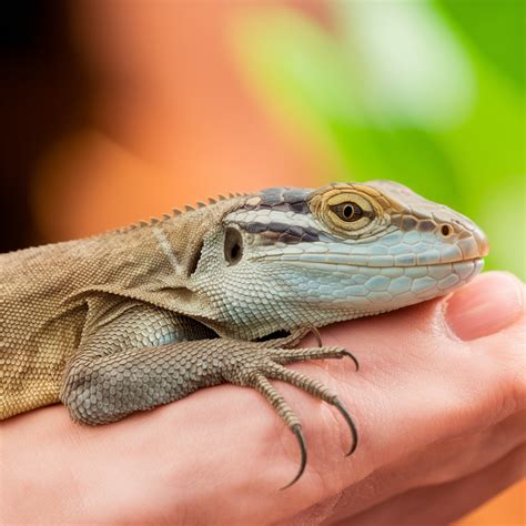 Lizard Sleep Monitoring System: A Parent's Essential Guide