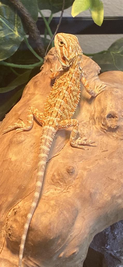 Why Is My Bearded Dragons Tail White? - ReptileStartUp.com