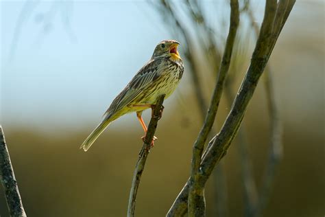 Photographing "Little Brown Jobs" - The Beauty of Less-Loved Birds