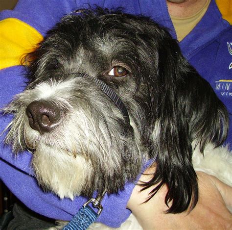 Huge Dog Knots In Woman - ualtoosegozvz - Blog.hr