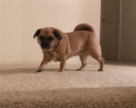 Porgi. Pug corgi mix. Pug mix. | Pug corgi mix, Pug mix, Pugs