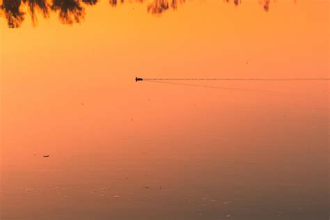 Free picture: Silhouette of a wading bird swimming in the water with a ...