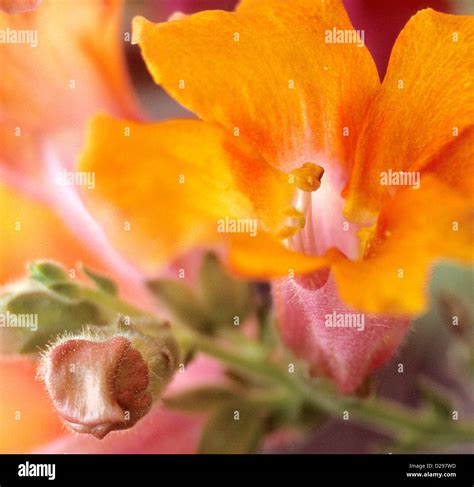 Snapdragon Flower and Bud Stock Photo - Alamy