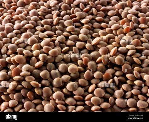 What Do Lentil Beans Look Like at Jayden Crookes blog