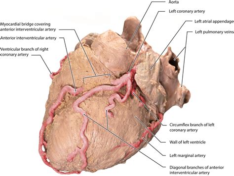 Posterior Interventricular Artery