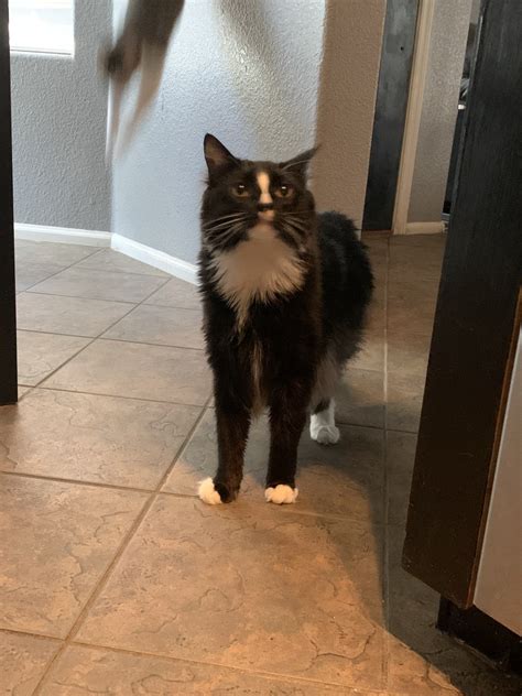 Domestic Longhaired Cat Cats For Sale | Scottsdale, AZ #434933