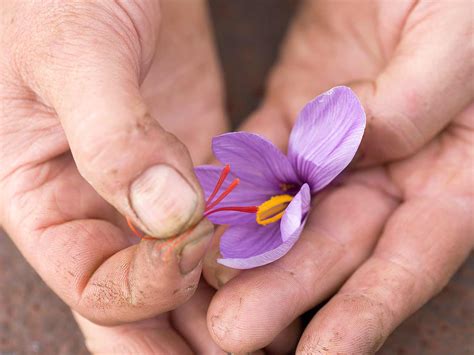 A complete guide to saffron bulbs | Love The Garden
