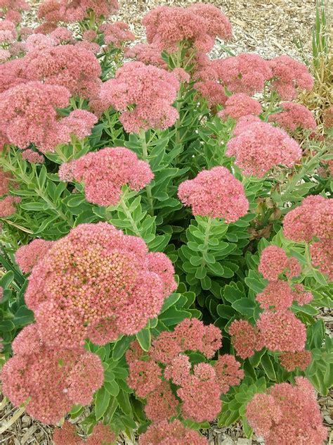 Autumn Joy Sedum Perennials