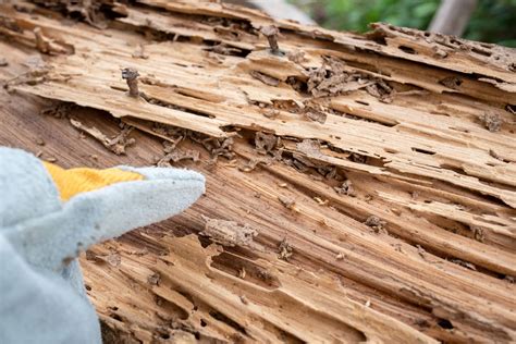 Termite Damage Repair Sydney | Rebilt Renovations Sydney