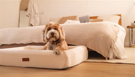 Orthopedic Beds for Pets: Are They Worth It? – Fenwick Pet Co.