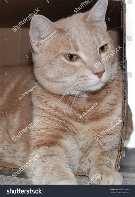 Buff Tabby Vs Orange Tabby at Daryl Hudson blog