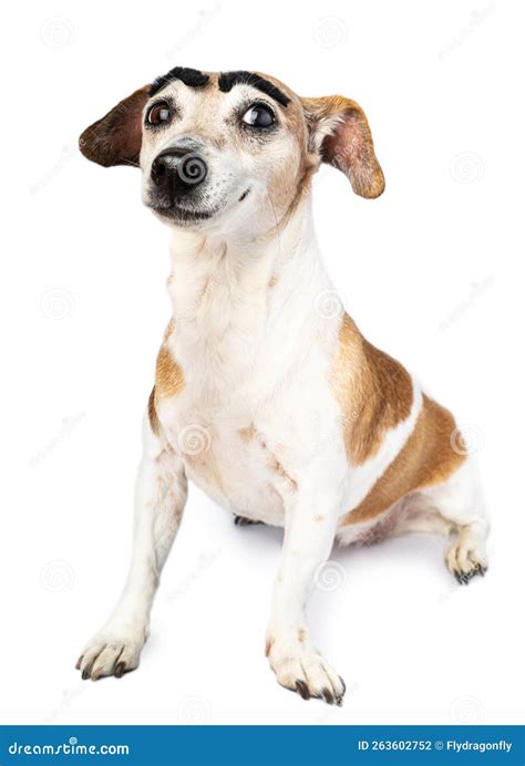 Eyebrows Drawn On Dogs