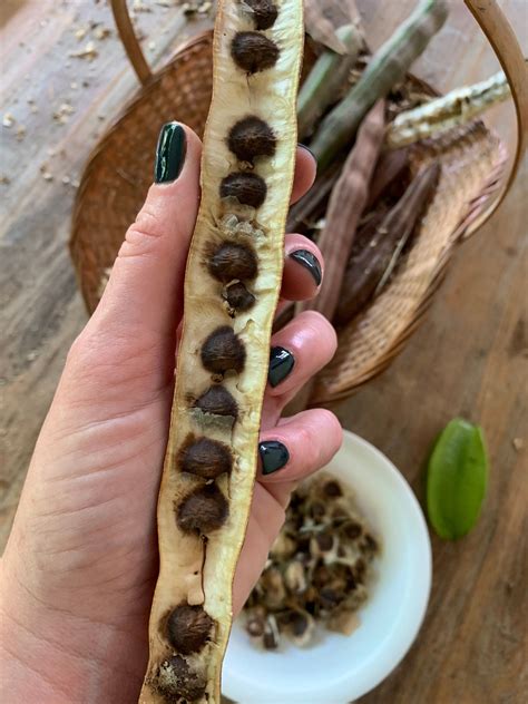 Moringa Oleifera Seed Pack - Etsy | Seeds, Moringa oleifera, Superfood
