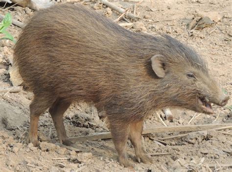 Sus genus or the family of pigs – See Animals Wild
