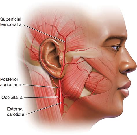 Posterior Auricular Nerve Course