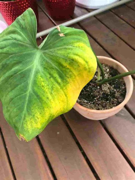 Why Your Houseplants Have Yellow Leaves And How To Fix Them