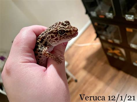 Happy 20th birthday to some of my leopard geckos! - Leopard Geckos ...