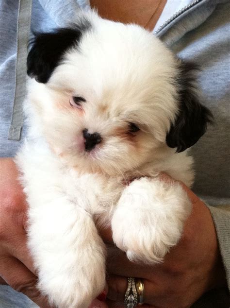 Newborn White Shih Tzu Puppies