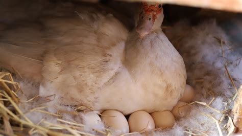 Eggstraordinary Flocks: Top Egg-Laying Duck Breeds for Homesteading