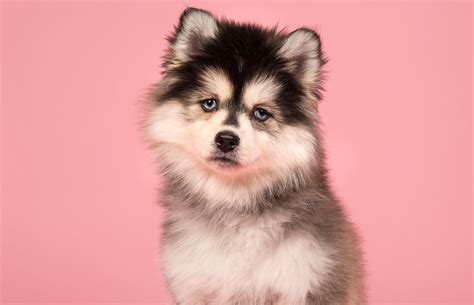 What Is The Temperament Of A Pomsky