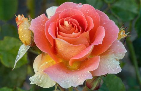Different Types Of Roses Kardinal BUY THIS ROSE ONLINE Knight's