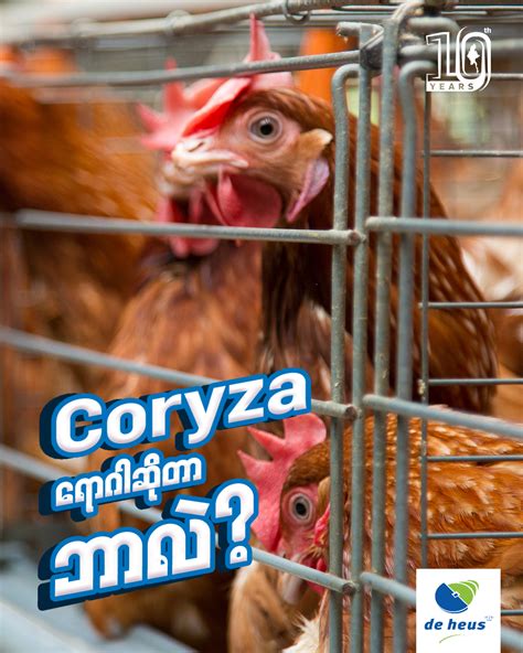 Coryza ရောဂါဆိုတာဘာလဲ...?