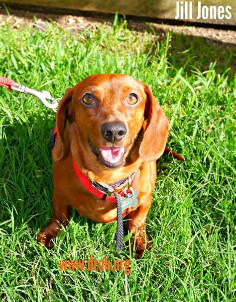 Central Texas Dachshund Rescue