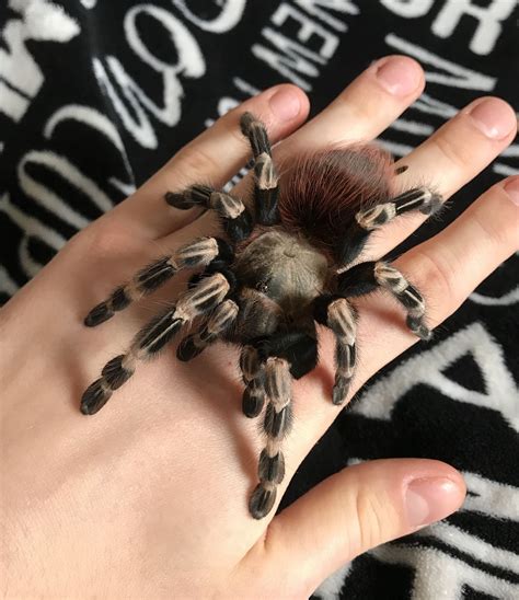 Spider pets portraits tarantula pet spider pet tarantula pet aesthetic ...