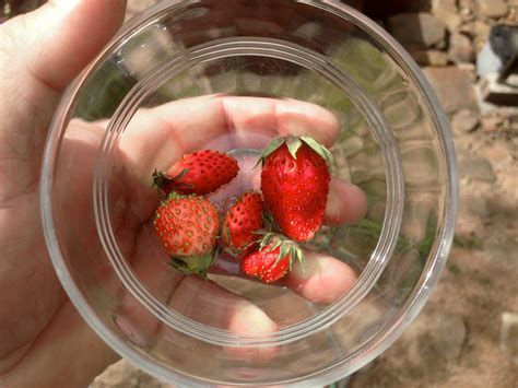 Free Images : plant, fruit, berry, food, produce, strawberry ...