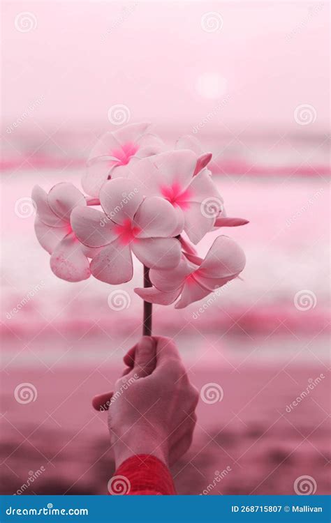 Bella Rama Con Flores Plumeria Tonificada En Rosa Imagen de archivo - Imagen de fresco, fondo ...