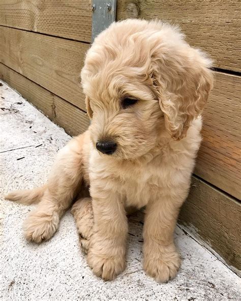 mini goldendoodle rescue/petite mini goldendoodle