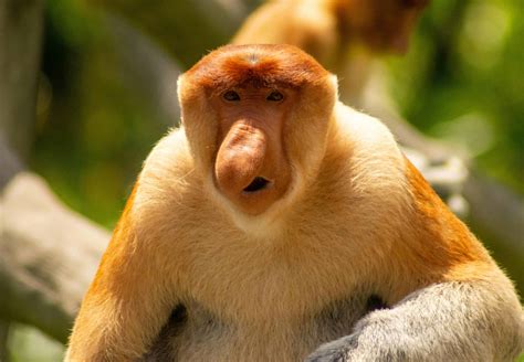 The Evolution of Proboscis Monkeys' Bizarre Noses - Animals Around The ...