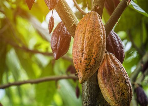 What is cacao? - Biotona