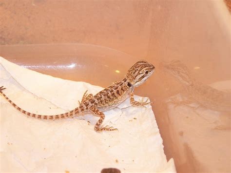How To Tame A Baby Bearded Dragon at Lucile Hart blog