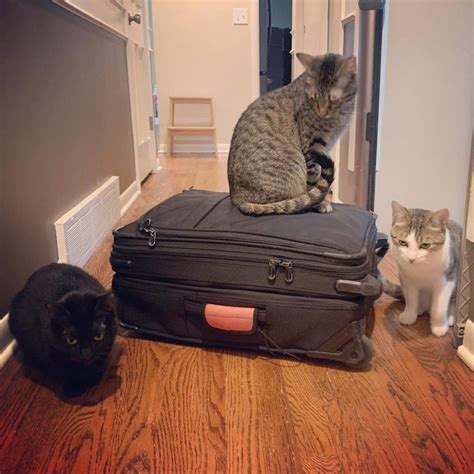 Trusted House Sitters Review - Must Read This Before Buying