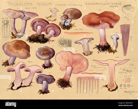 Violet Knight Exclusive Porn Videos