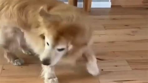 Adorable Golden Retriever Dancing - 11.07.2021, Sputnik International