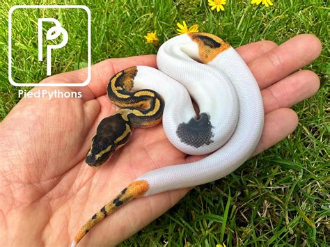 Paradox Pied Ball Python by Pied Pythons - MorphMarket