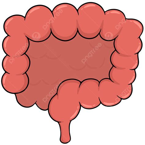 Large Intestine Cartoon 7,235 Colon Cartoon Royalty Free Photos And