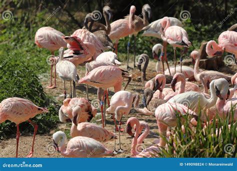 Group of Flamingo Standing in Zoo in Germany. Editorial Stock Image ...